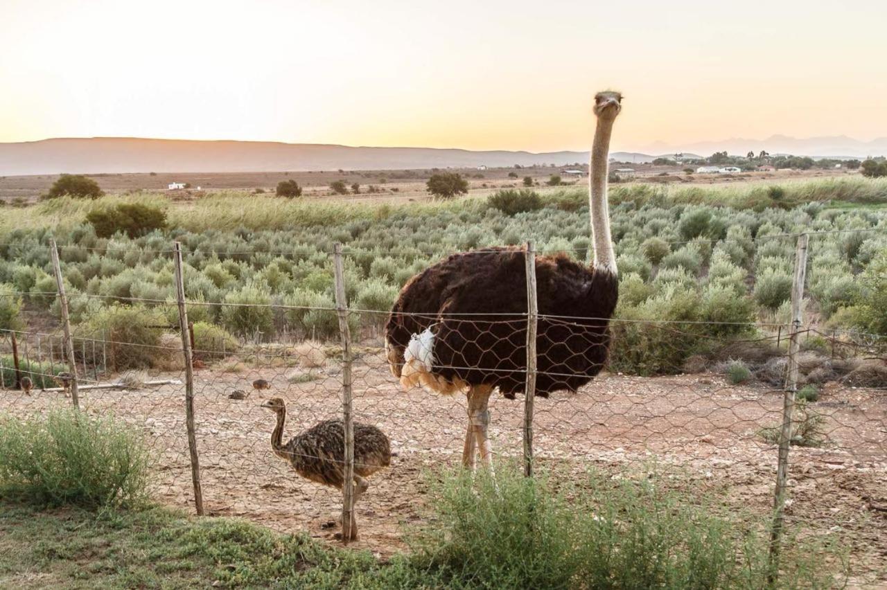 De Denne Country Guest House Oudtshoorn Exterior foto